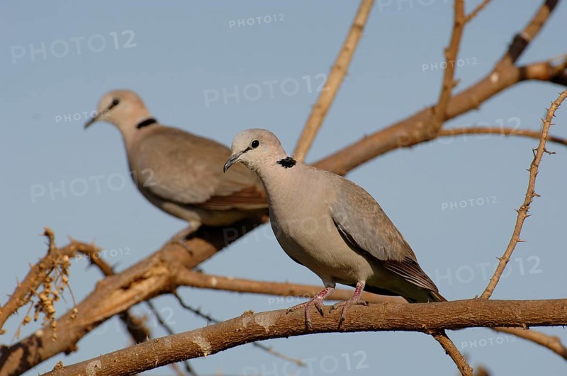 Ring-necked dove