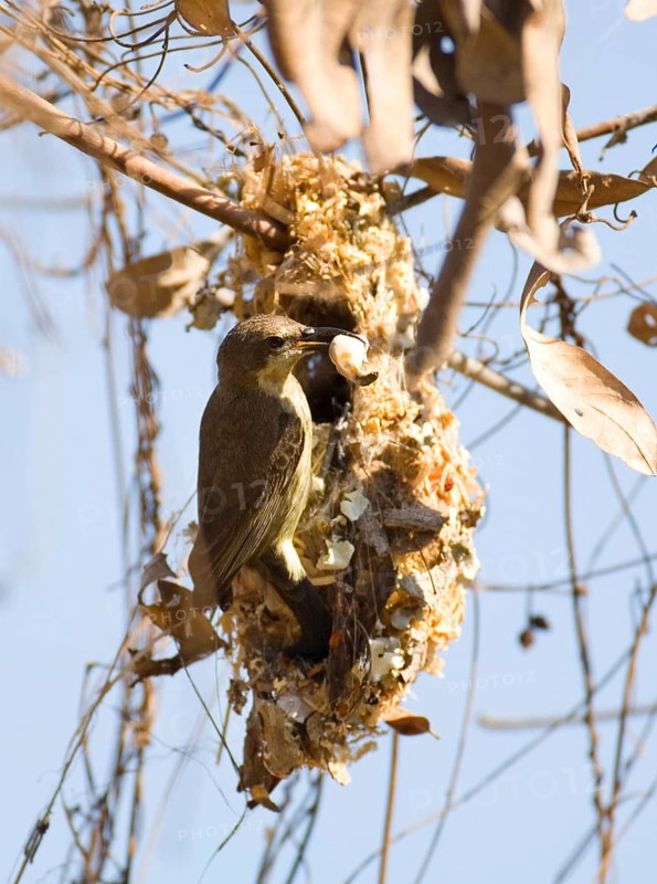Porphyry Sunbird with nest