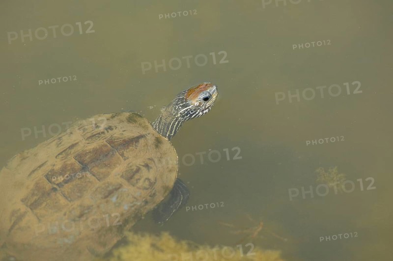 Balkan brook turtle