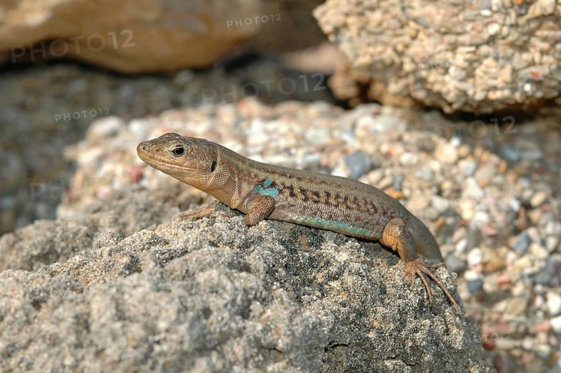Peloponnese wall lizard