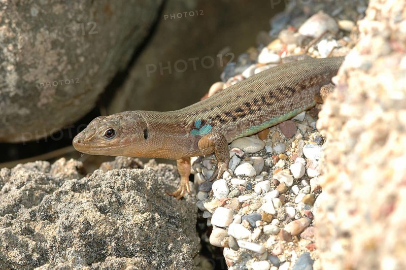 Peloponnese wall lizard