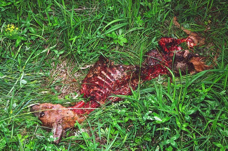 Lynx kill