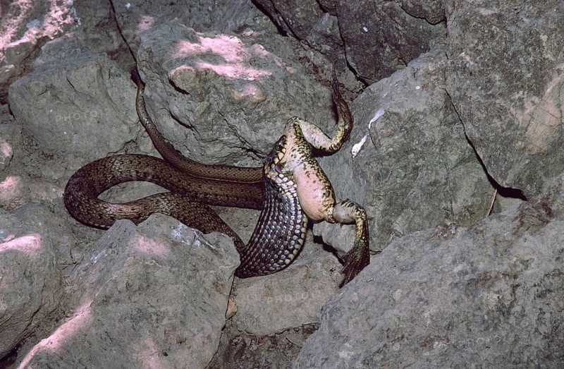 Balkan grass snake feeding on a lake frog