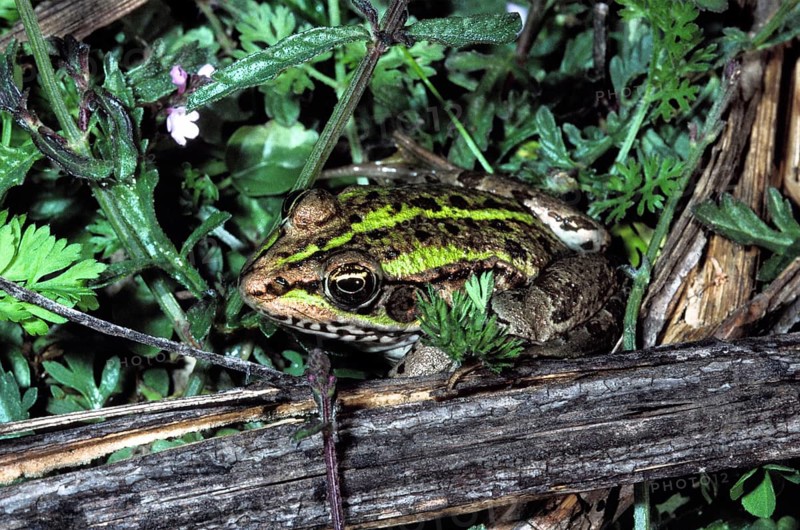 Epiros water frog