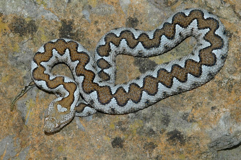 European horned viper