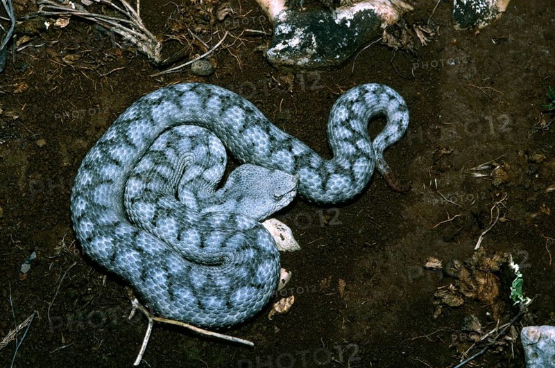 European horned viper