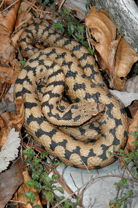 Aspisviper