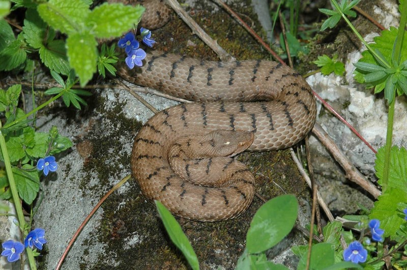 Aspisviper