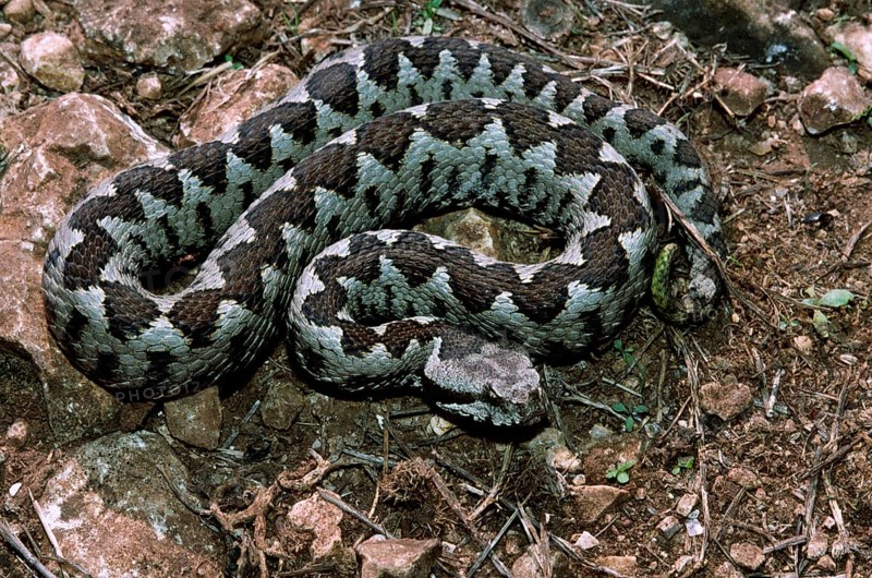Southern horned viper