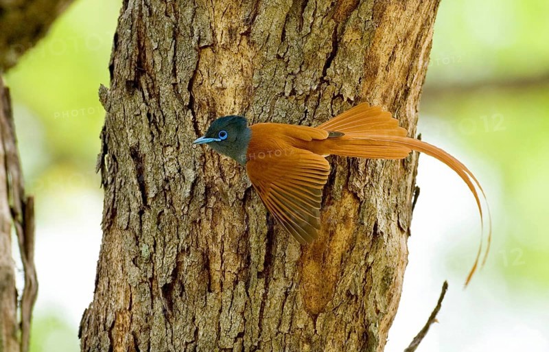 Grey-breasted Paradise Flycatcher