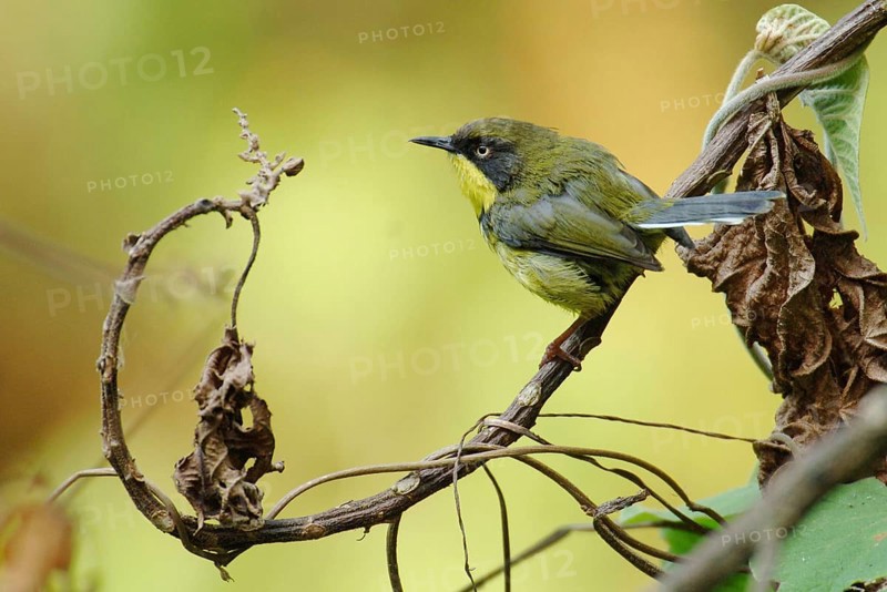 Yellow-bellied Apalis