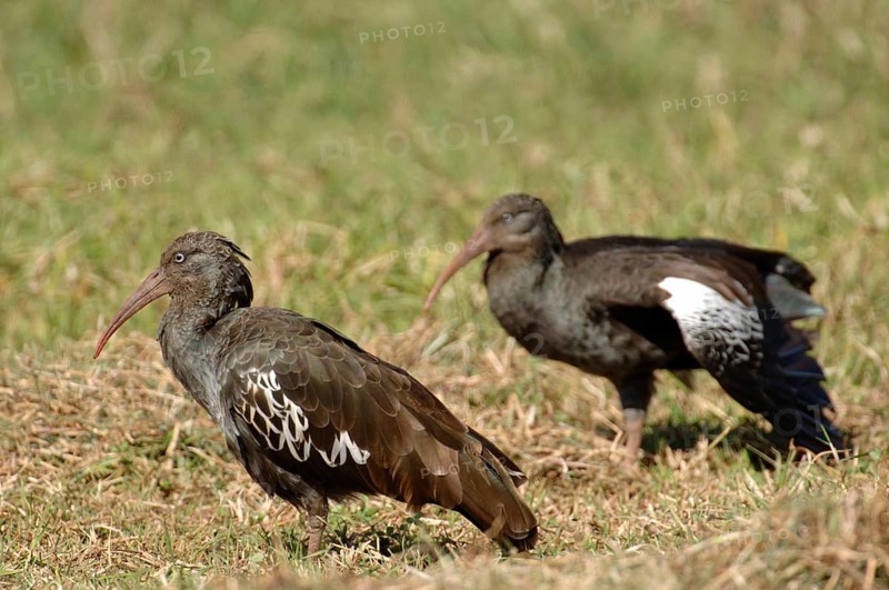 clunker ibis