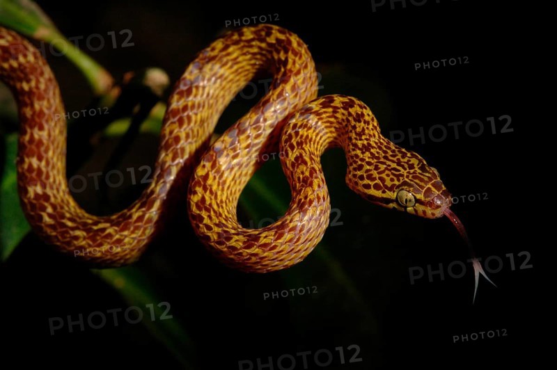 Crossbar snake