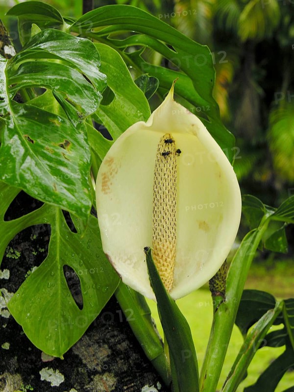 Monstera