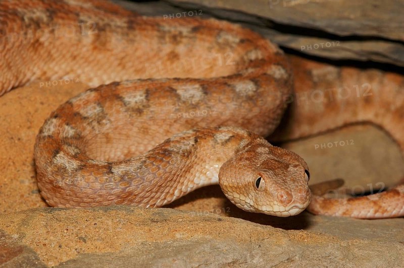 Arabian sand rattle viper