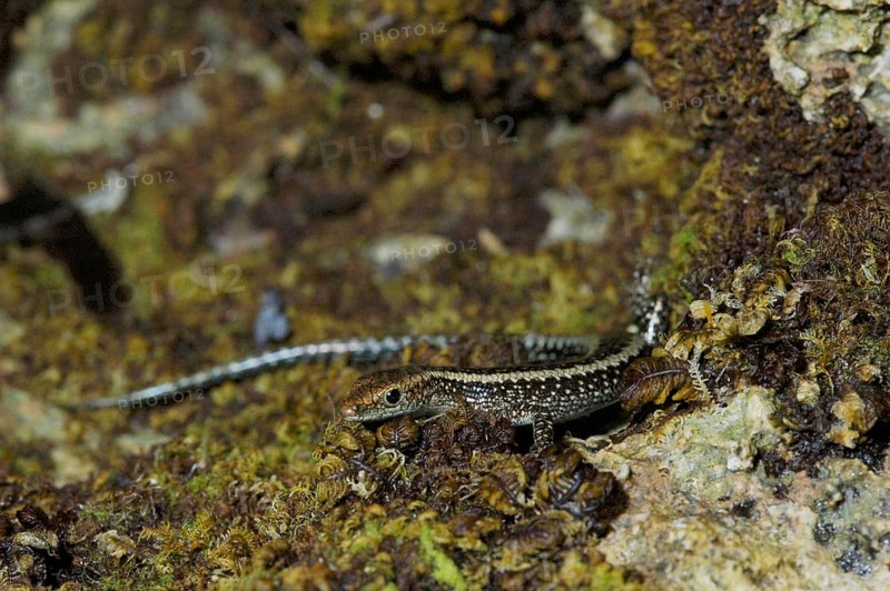 Intertidal skink
