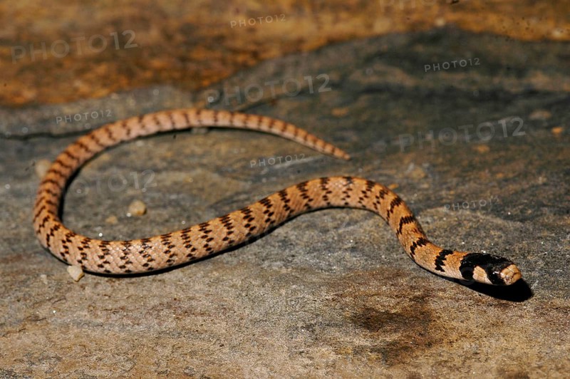 Roth's dwarf snake