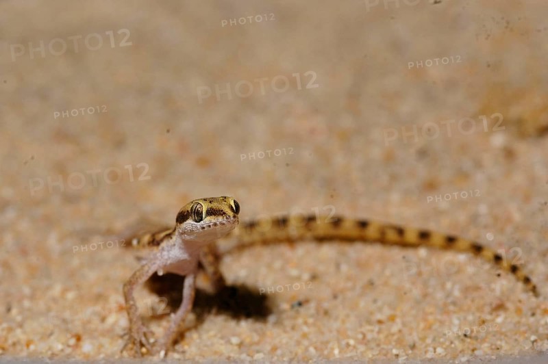 Dwarf Desert Gecko