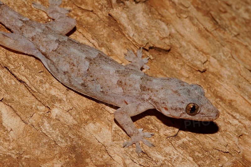 Tree gecko
