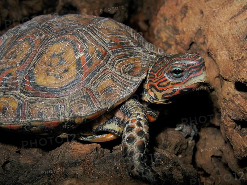 Magnificent earth turtle