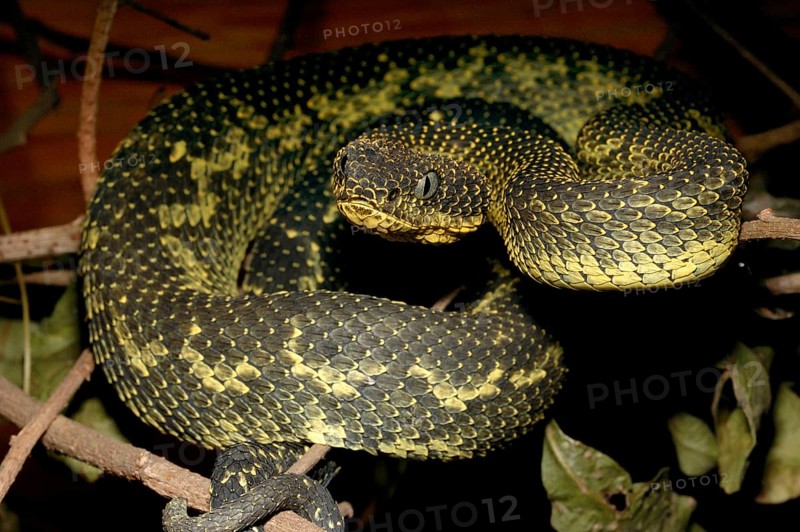 Mount Kenya Bush Viper