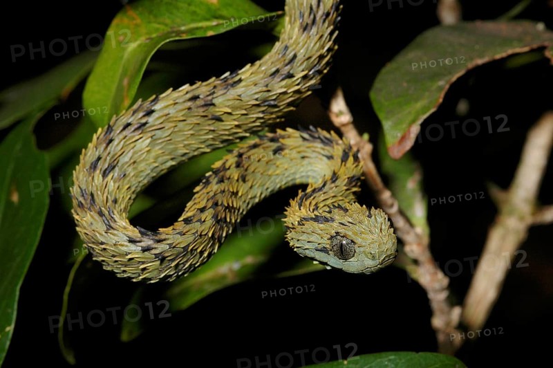Dusky viper