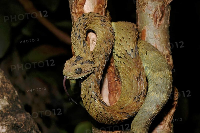 Dusky viper