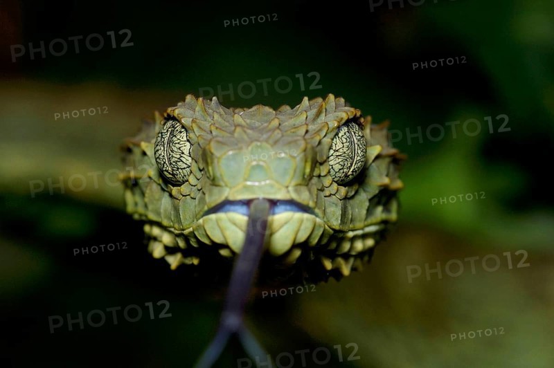Common bush viper