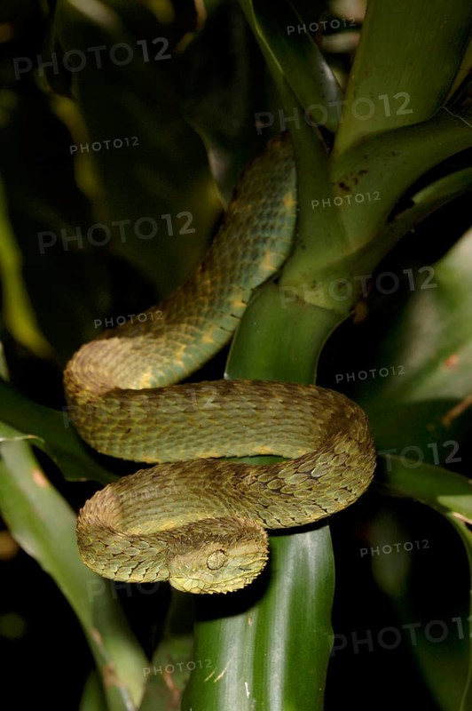 Common bush viper