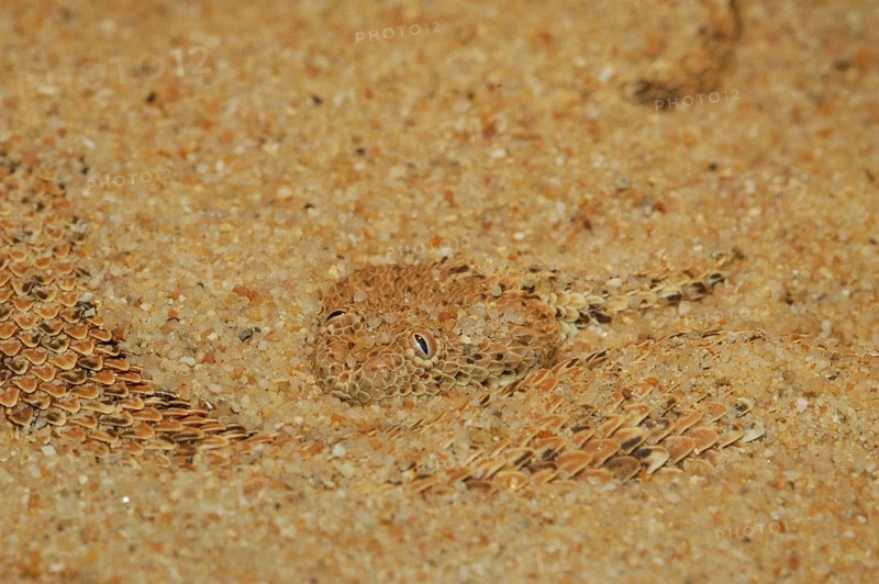 Namib dwarf otter