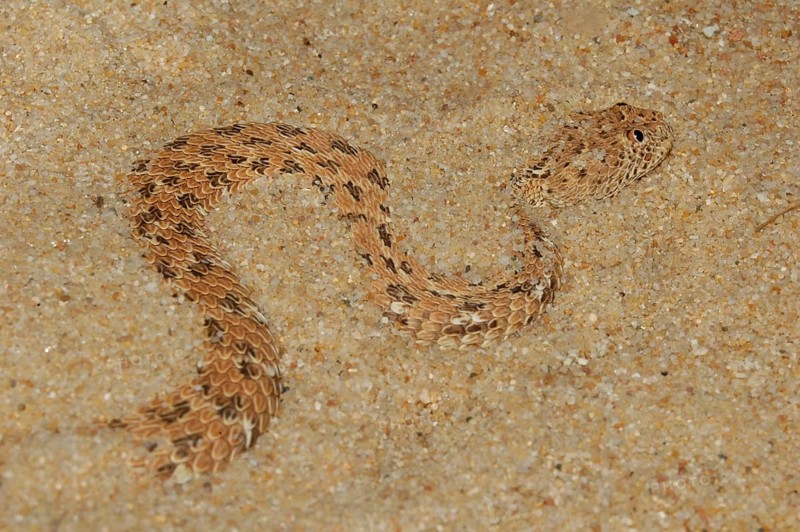 Namib dwarf otter