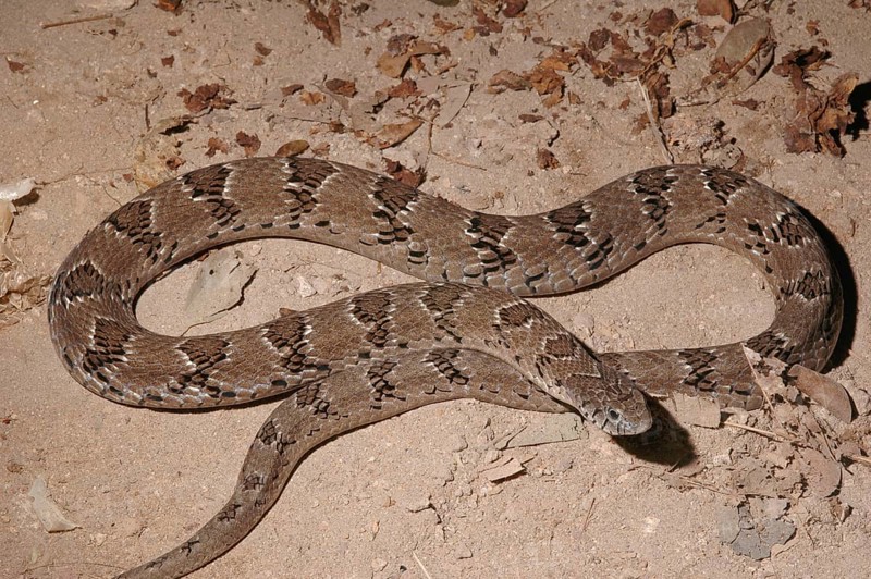 Common toad viper