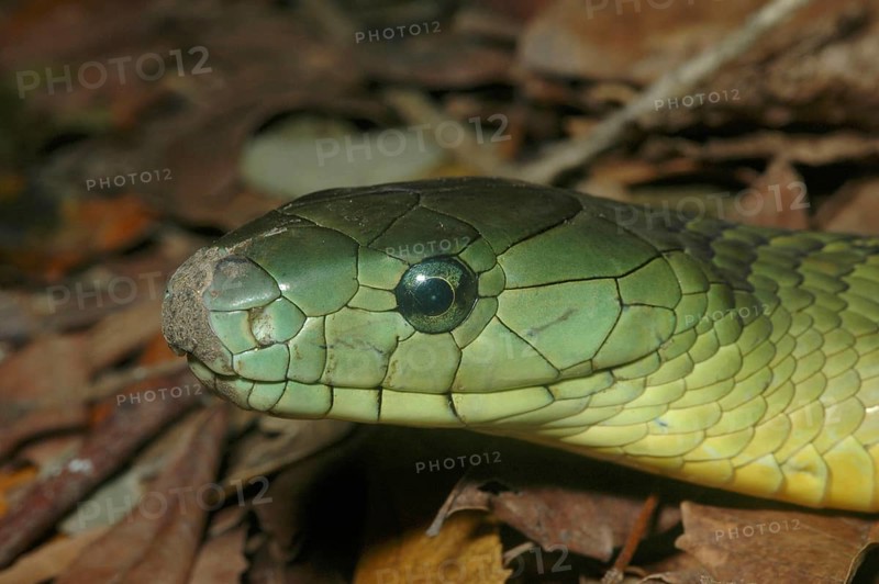 Kaimosi Mamba