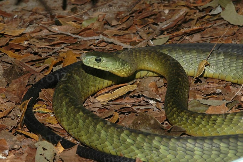 Kaimosi Mamba