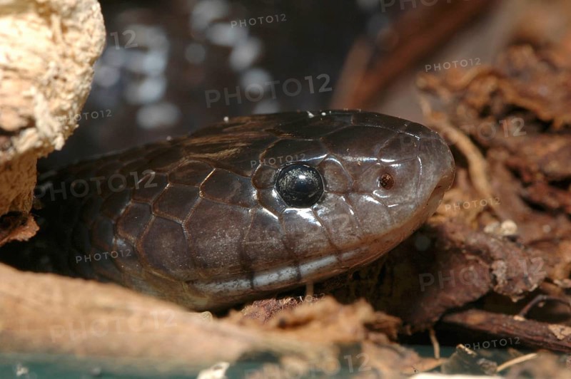 Many-banded garter snake