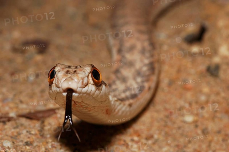 North African Montpellier Snake