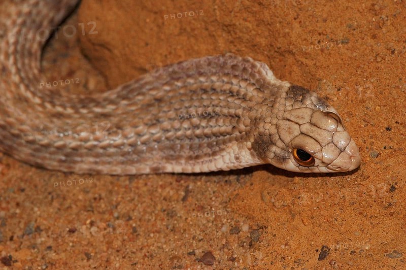 North African Montpellier Snake