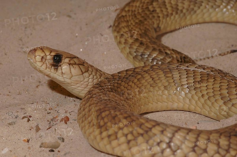 Egyptian cobra