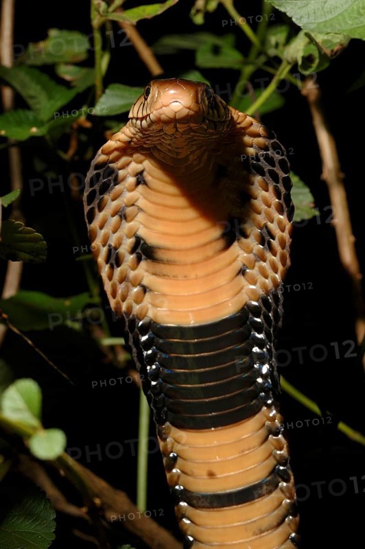 Forest Cobra
