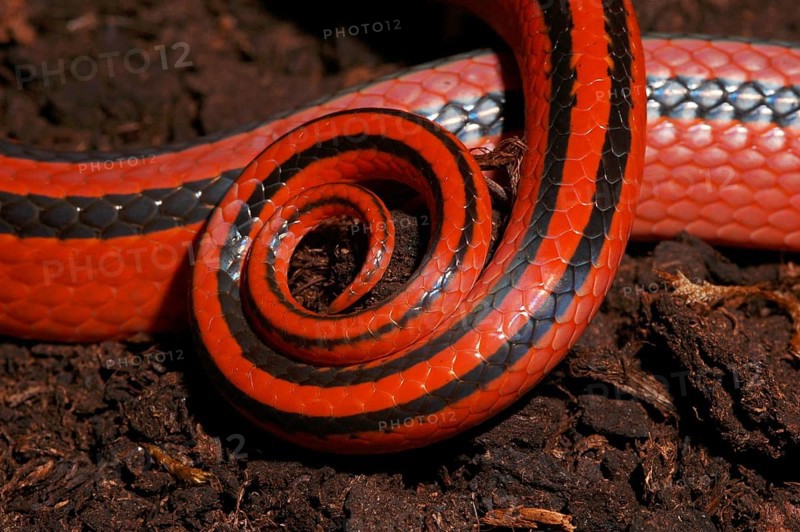 Red bamboo snake
