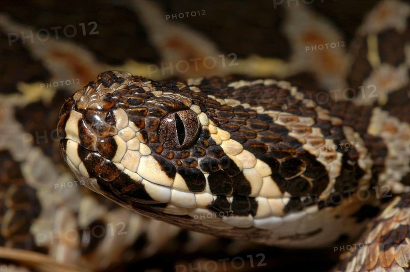 Marsh viper
