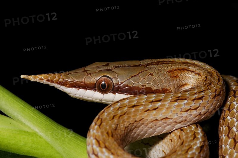 Vietnamese long-nosed snake