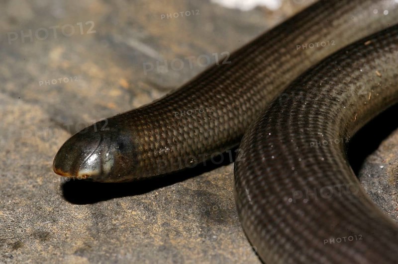 East African Blind Snake