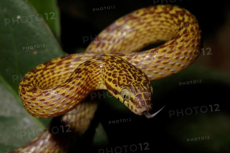 Banded tree snake