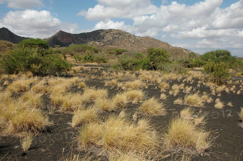Black Lava Field in Tsavo West
