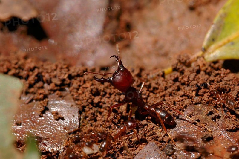 Driver Ant Soldier