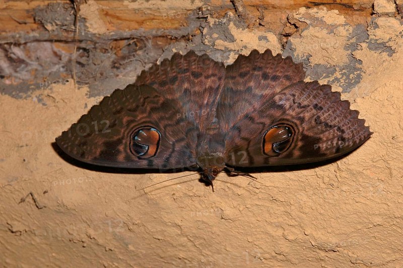 Kenyan peacock butterfly