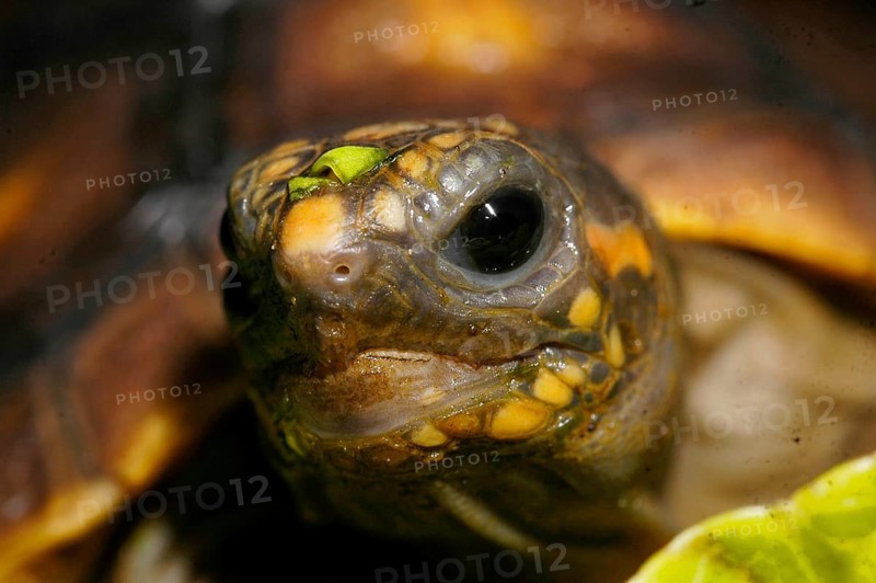 Red-footed tortoise