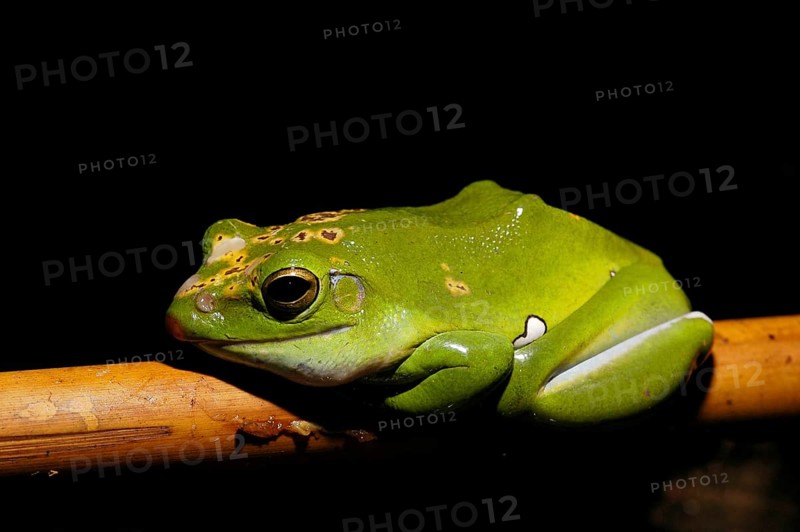 Vietnam flying frog