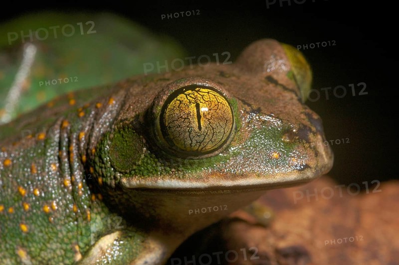 Woodcreeper frog